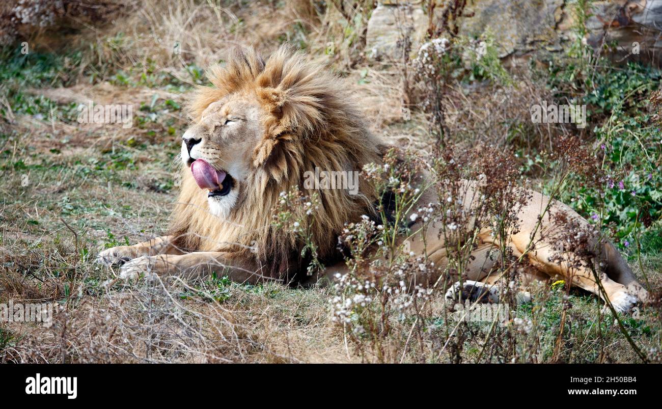 Yawning male lion at a wildlife park Stock Photo - Alamy