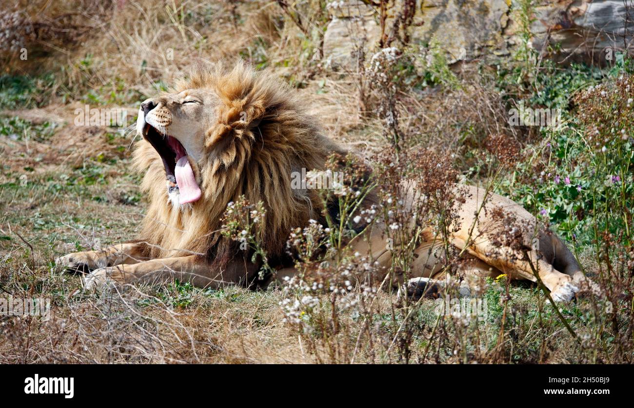 Yawning male lion at a wildlife park Stock Photo - Alamy