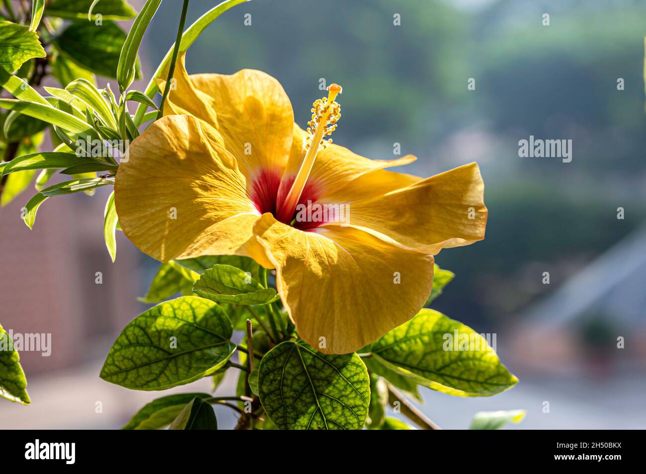 Yellow Hibiscus in Bloom. Stock Photo