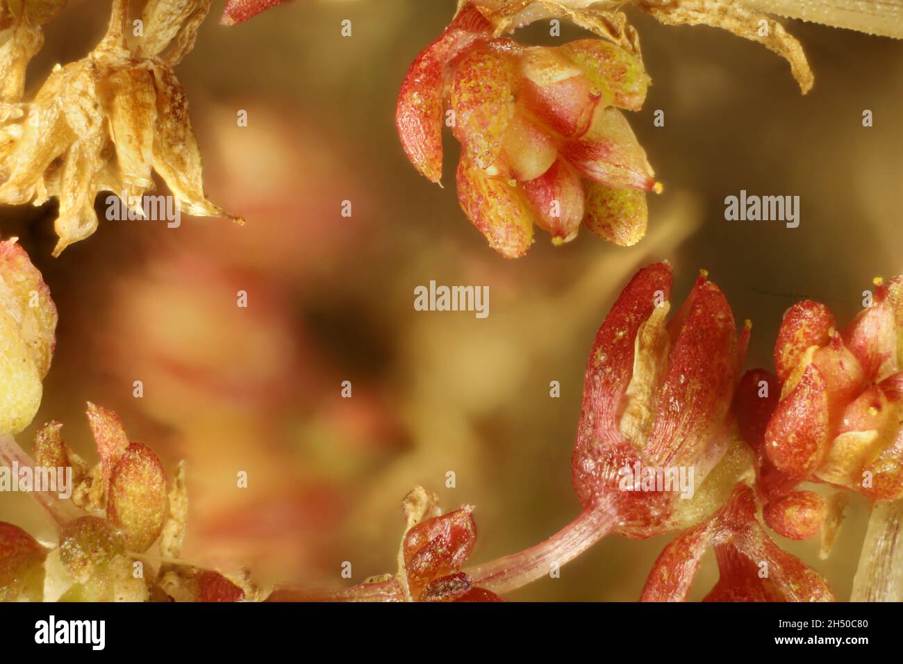 Macro close-up of Scilly Pigmyweed (Crassula decumbens), South Australia Stock Photo