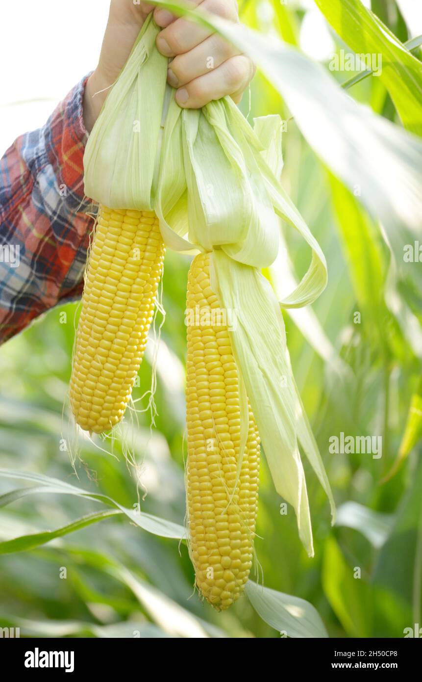 Unwrapped organic corn cobs in his farmer's hands. Harvest care concept Stock Photo
