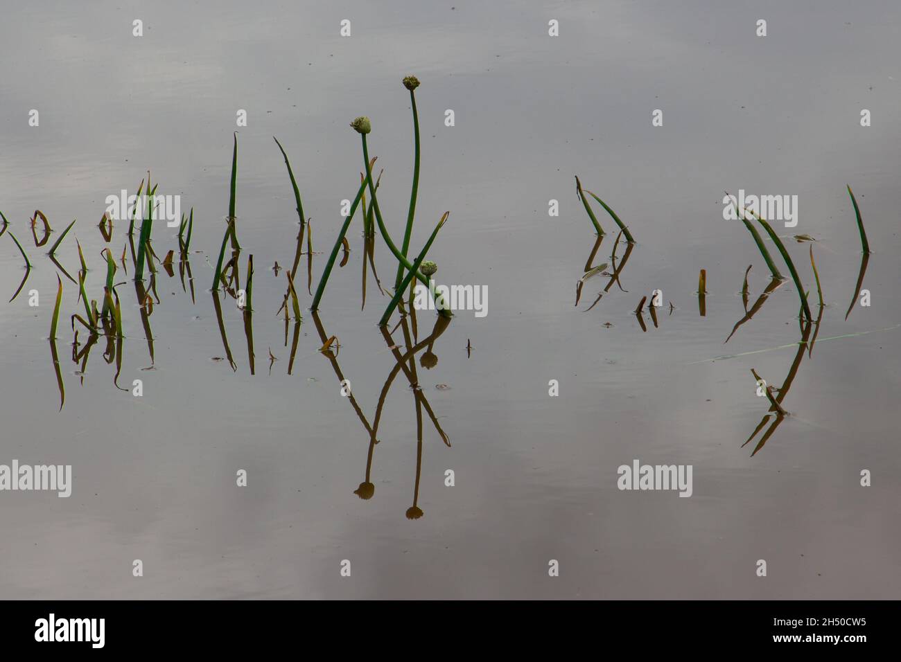 Flood damage done to vegetable plants standing in the water Stock Photo Alamy