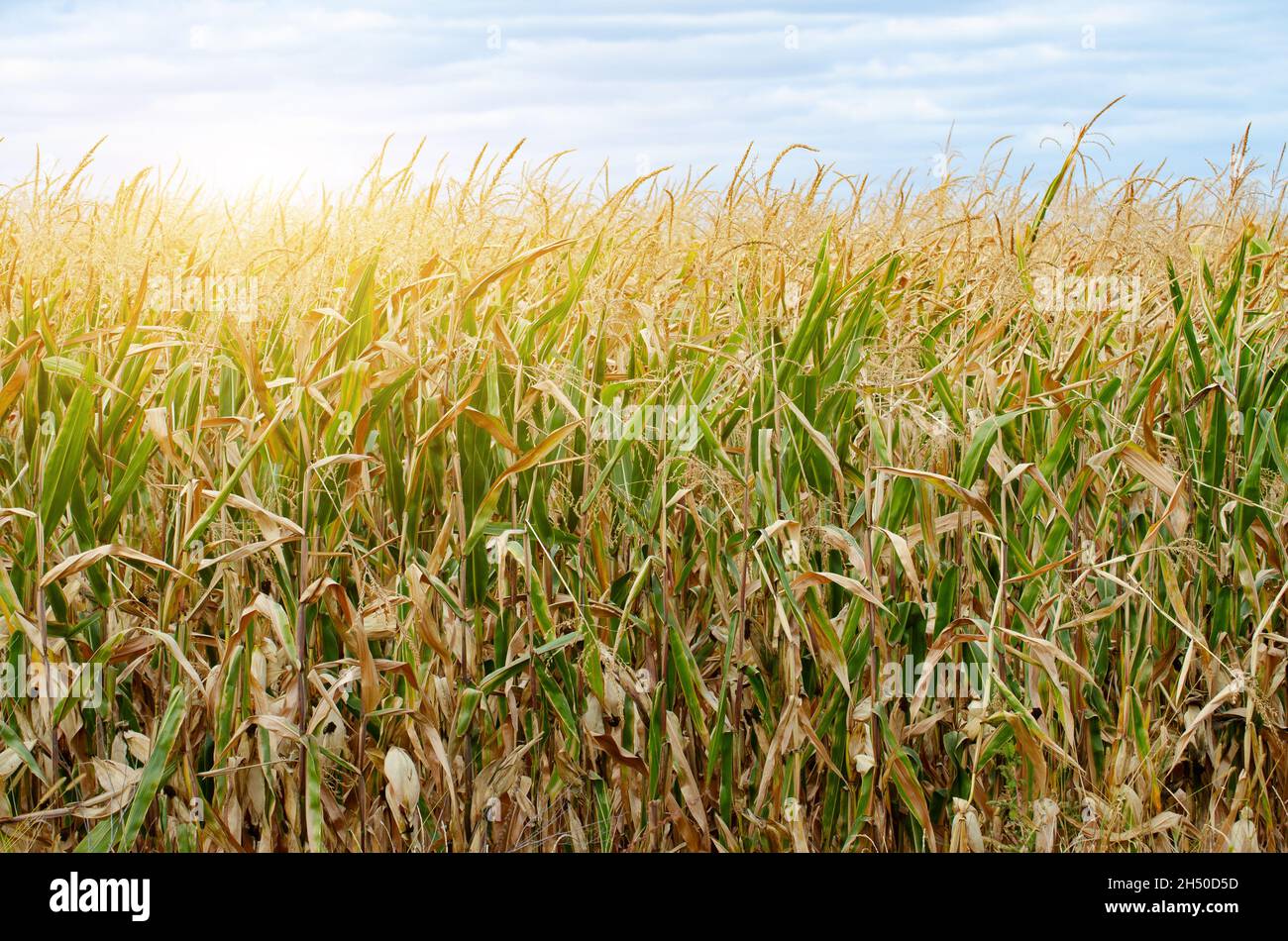 Maize corn green field summer time under daylight. Agriculture ...