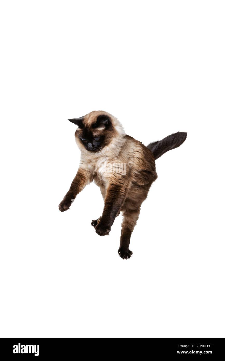 Portrait of beautiful graceful Siamese cat jumping, flying isolated on white studio background. Animal life concept Stock Photo