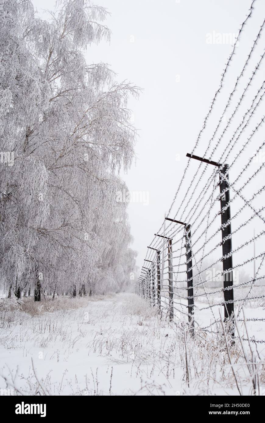 Barbed wire fence covered with frost winter time Stock Photo - Alamy