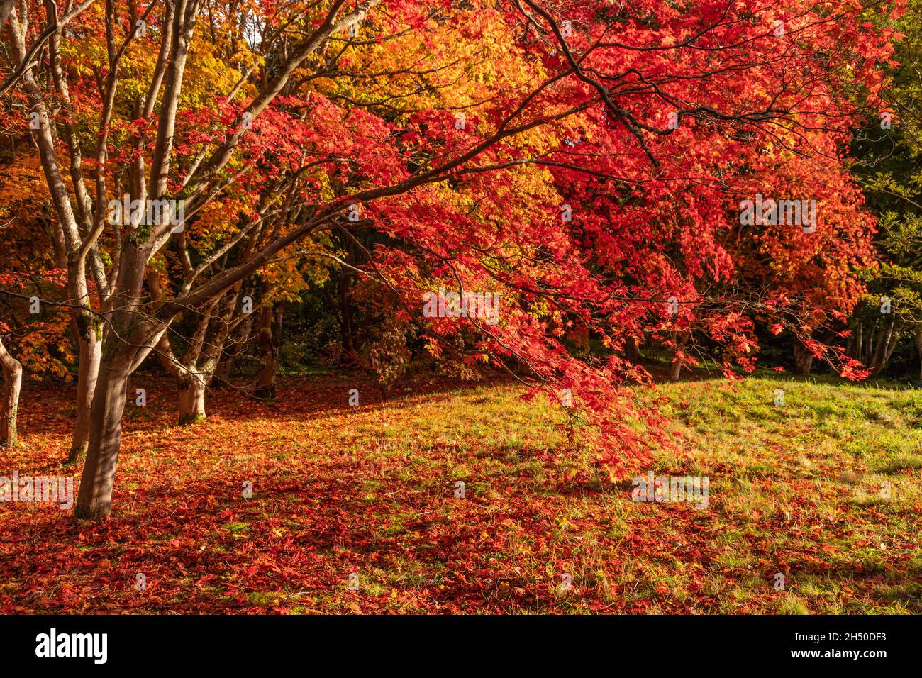 Acer tree with colouful autumn leaves Stock Photo