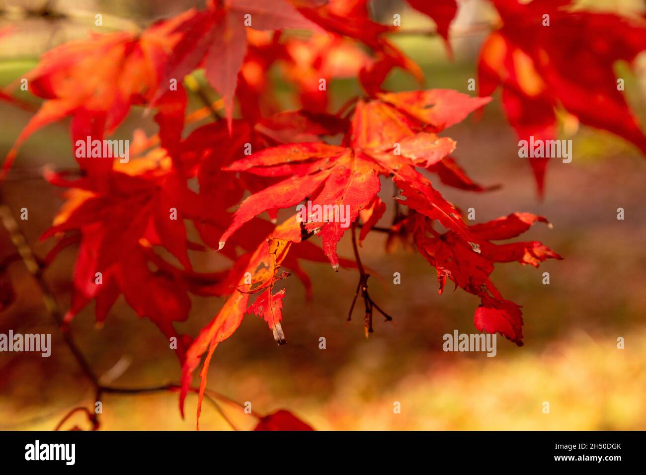 Acer tree with colouful autumn leaves Stock Photo