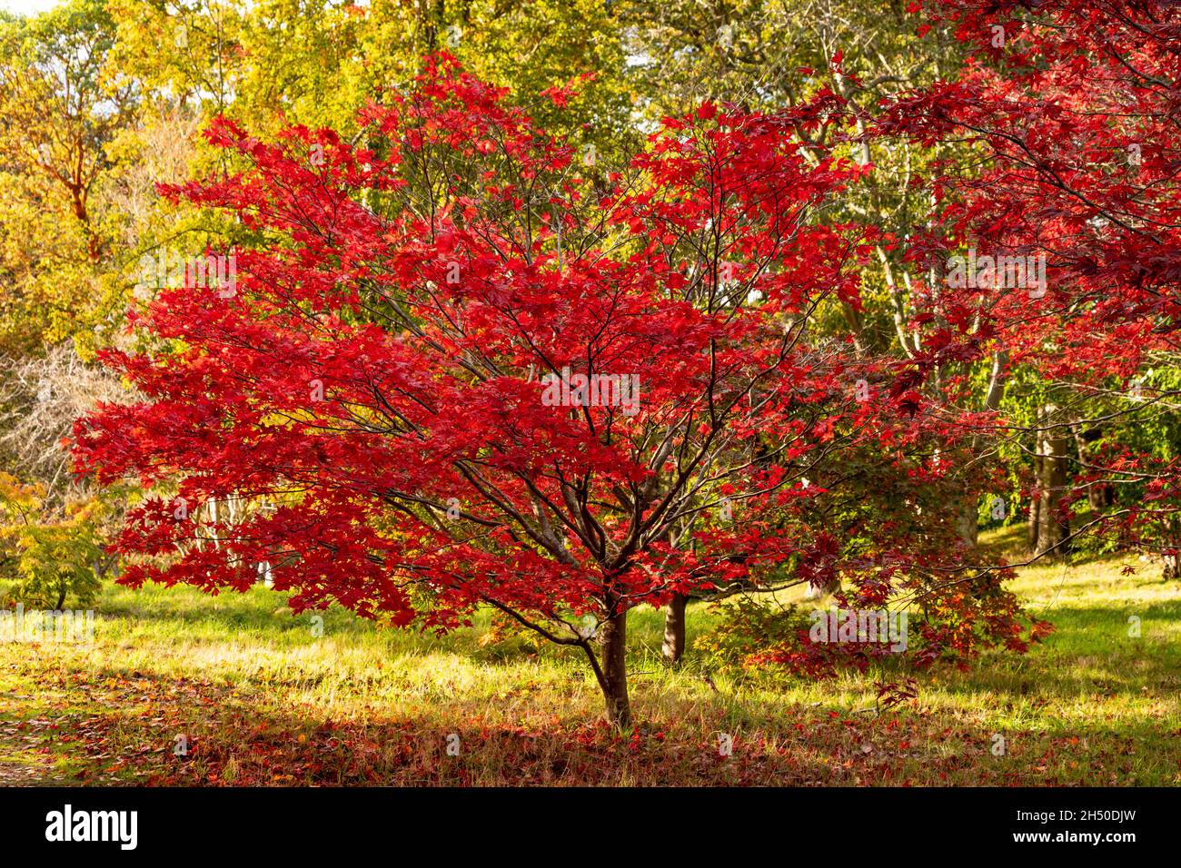 Acer tree with colouful autumn leaves Stock Photo