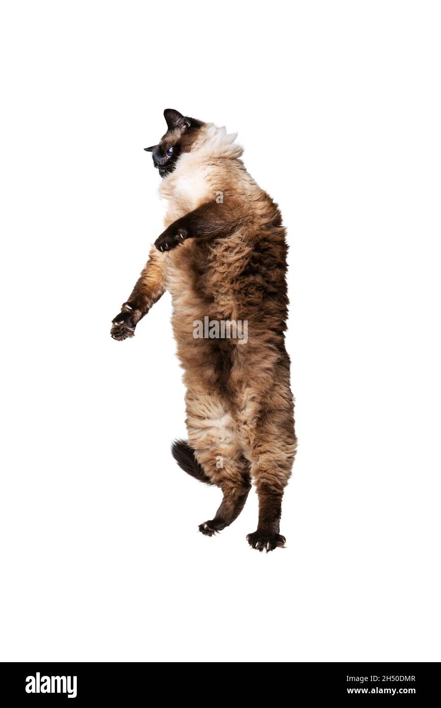 Portrait of beautiful graceful Siamese cat jumping, flying isolated on white studio background. Animal life concept Stock Photo