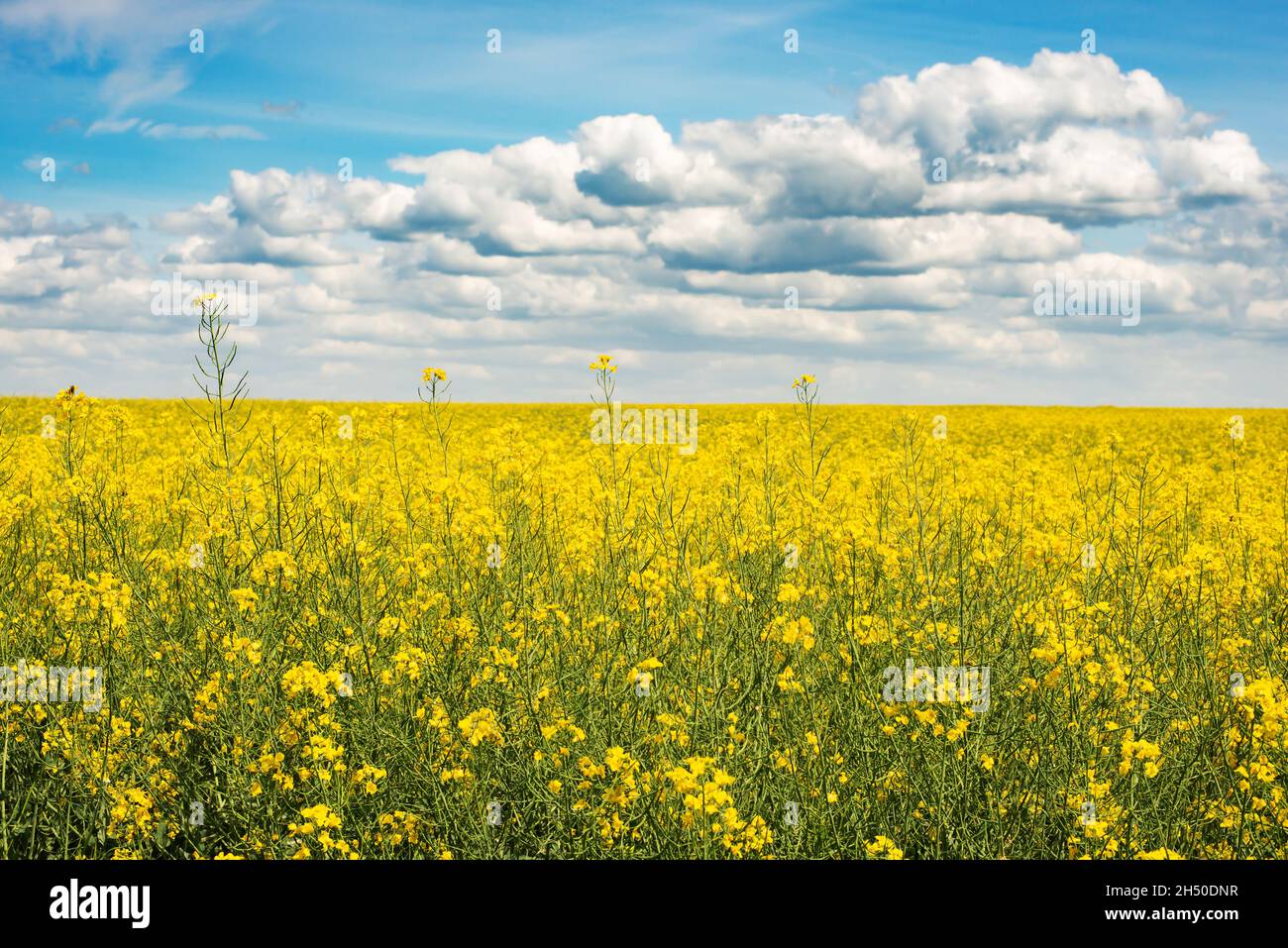 Oilseed canola field under cloudy sky summer sunny day Stock Photo