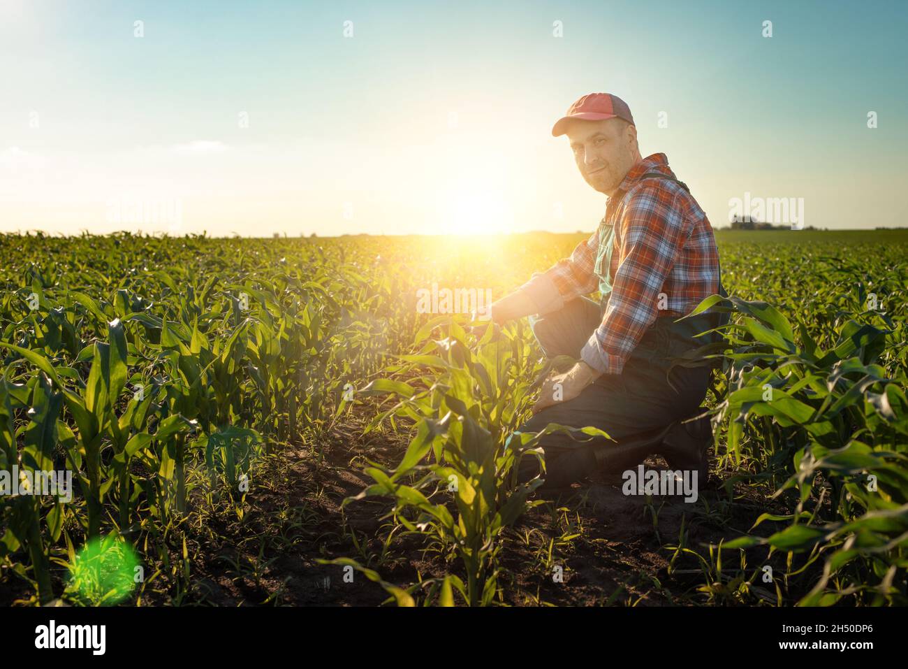 Middle age male caucasian maize farmer kneeled for inspection corn stalks Stock Photo