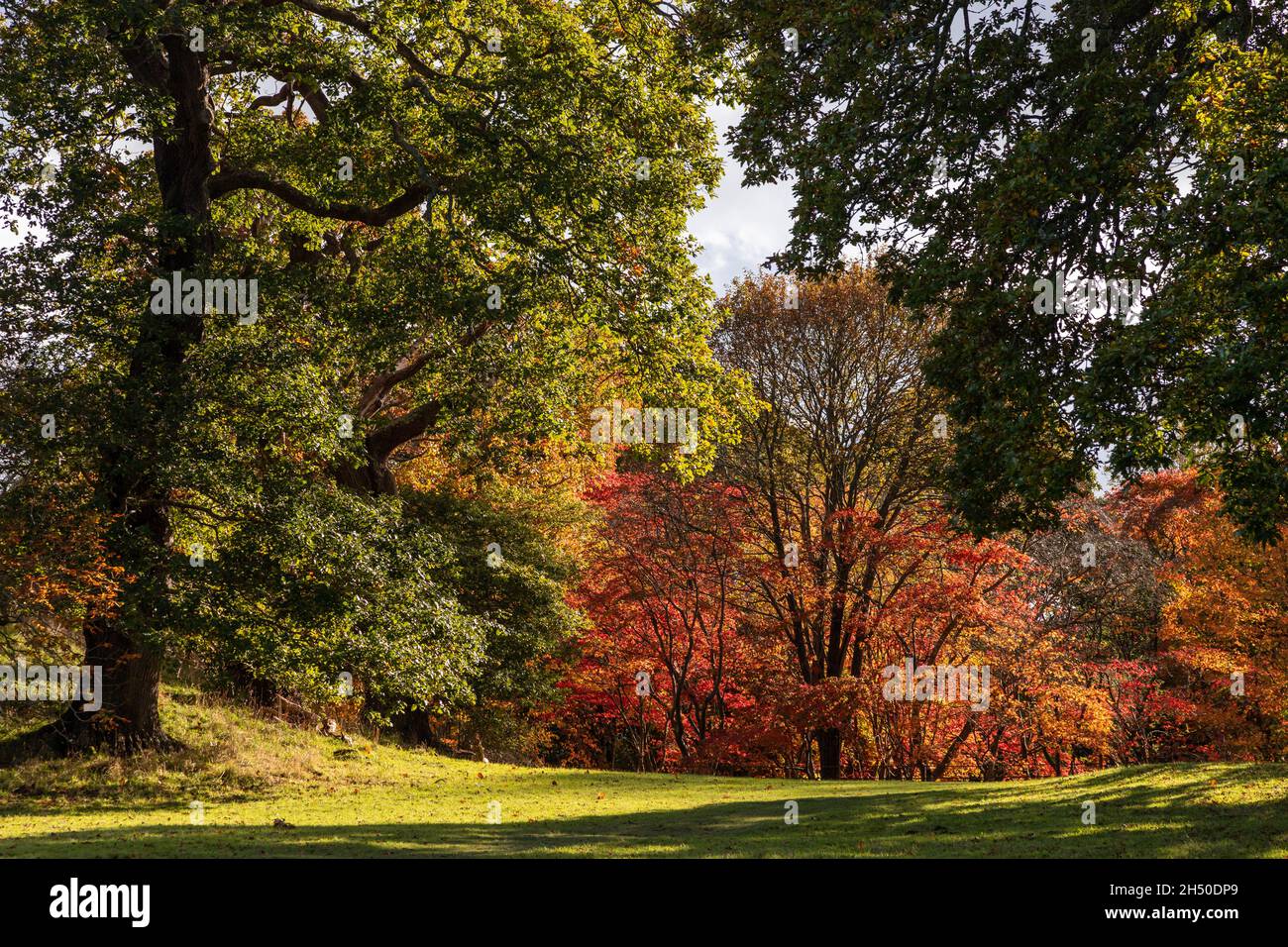 Acer tree with colouful autumn leaves Stock Photo