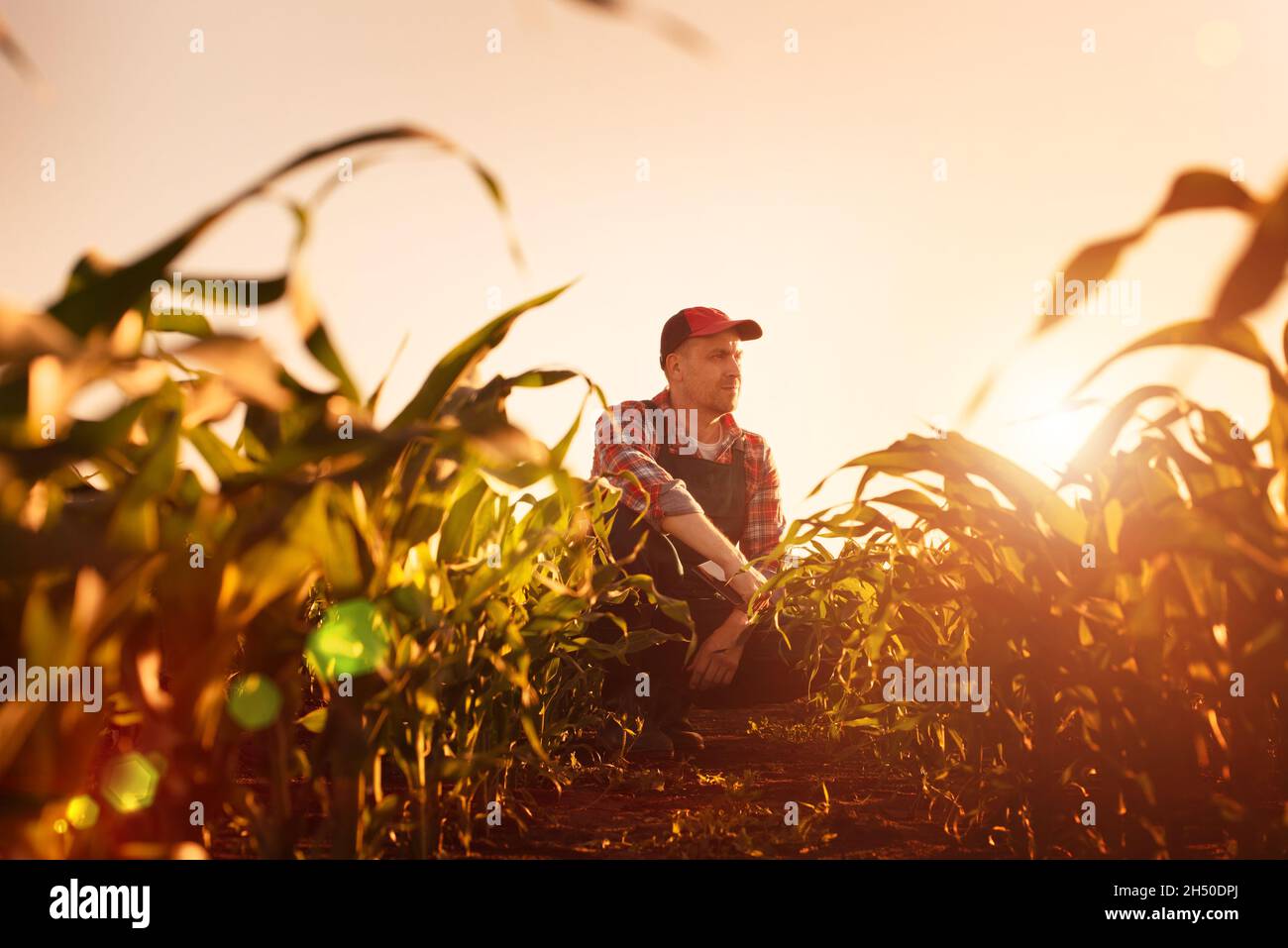 Middle age male caucasian maize farmer with tablet computer kneeled for inspection corn stalks Stock Photo