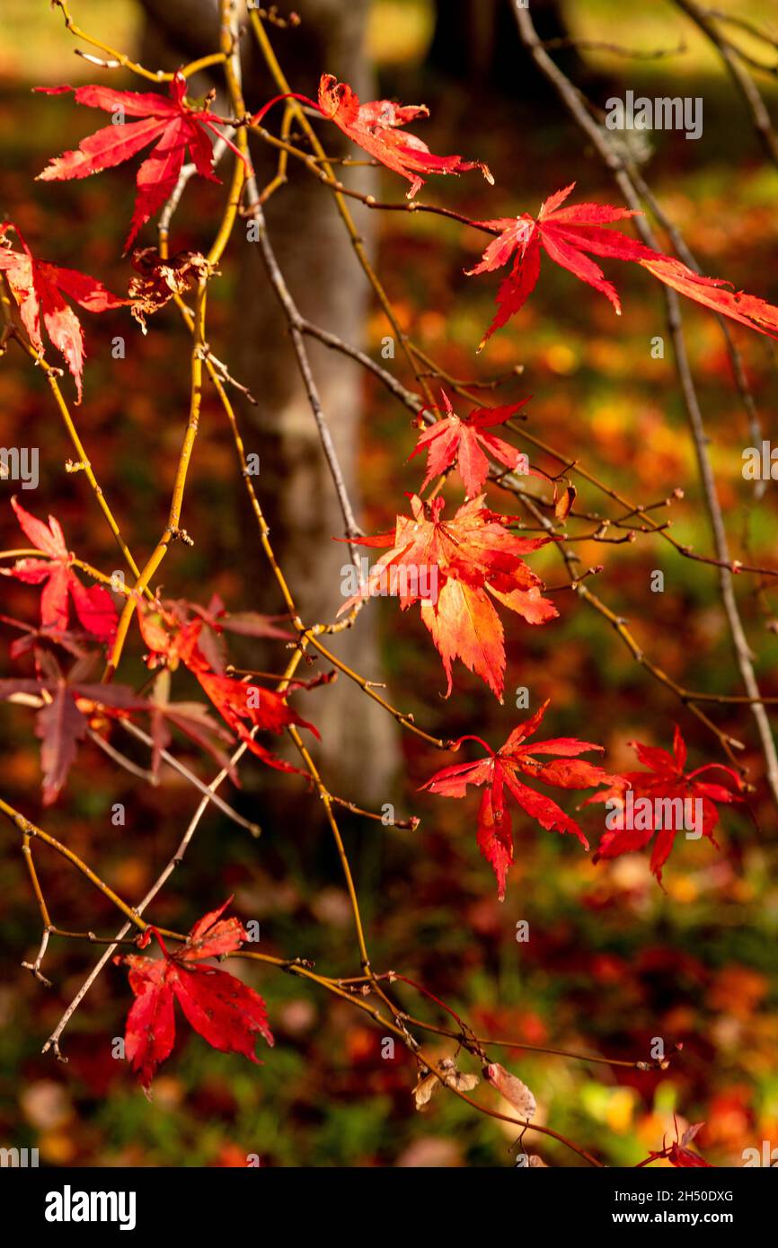 Acer tree with colouful autumn leaves Stock Photo