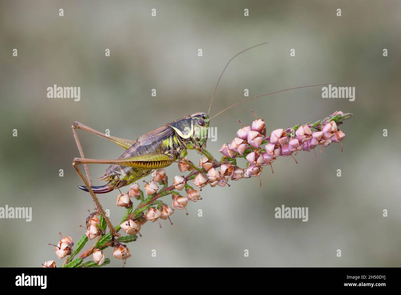 Roesels Beißschrecke, Rösels Beißschrecke, Roesels Beissschrecke, Weibchen, Roeseliana roeselii, Metrioptera roeselii, Roesel's bush cricket, Roesel's Stock Photo