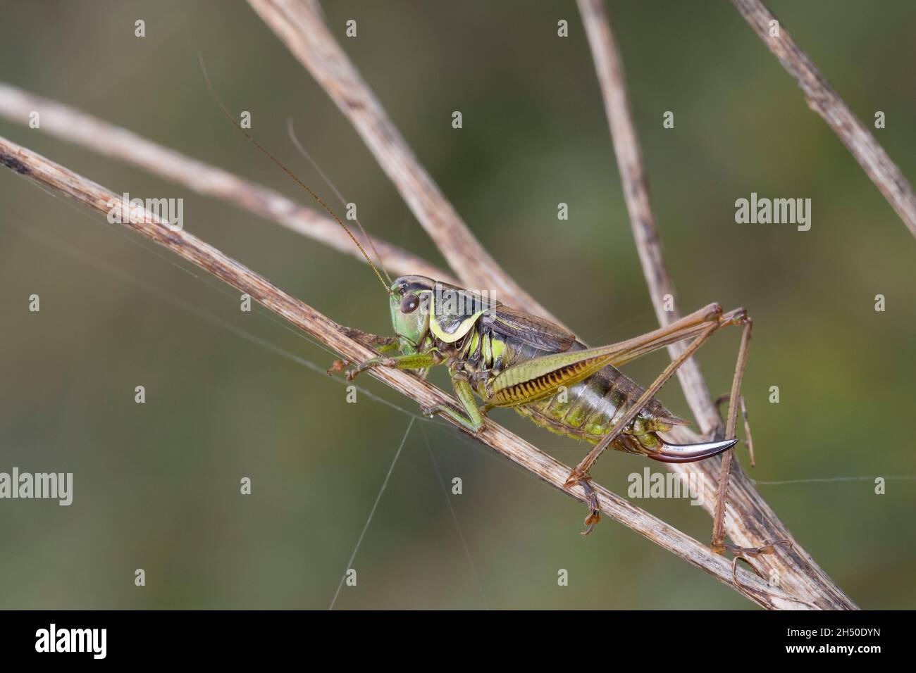 Roesels Beißschrecke, Rösels Beißschrecke, Roesels Beissschrecke, Weibchen, Roeseliana roeselii, Metrioptera roeselii, Roesel's bush cricket, Roesel's Stock Photo