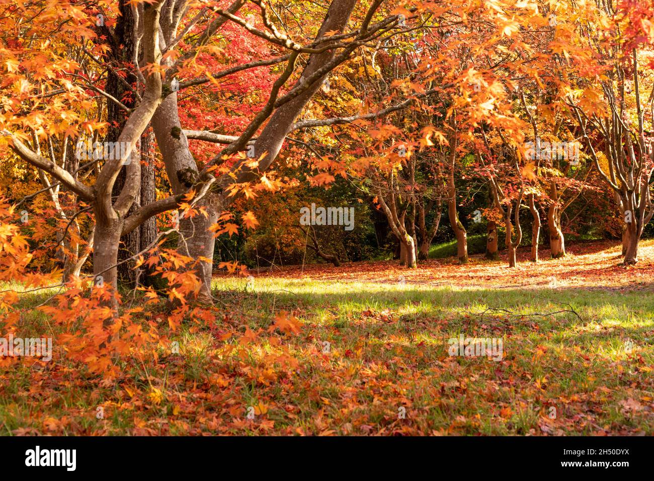 Acer tree with colouful autumn leaves Stock Photo