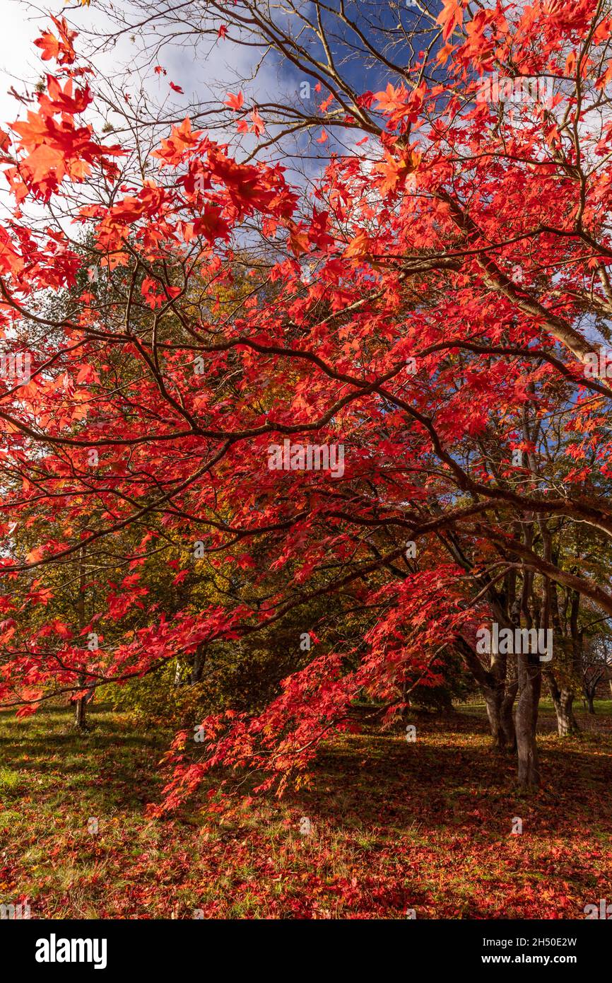 Acer tree with colouful autumn leaves Stock Photo