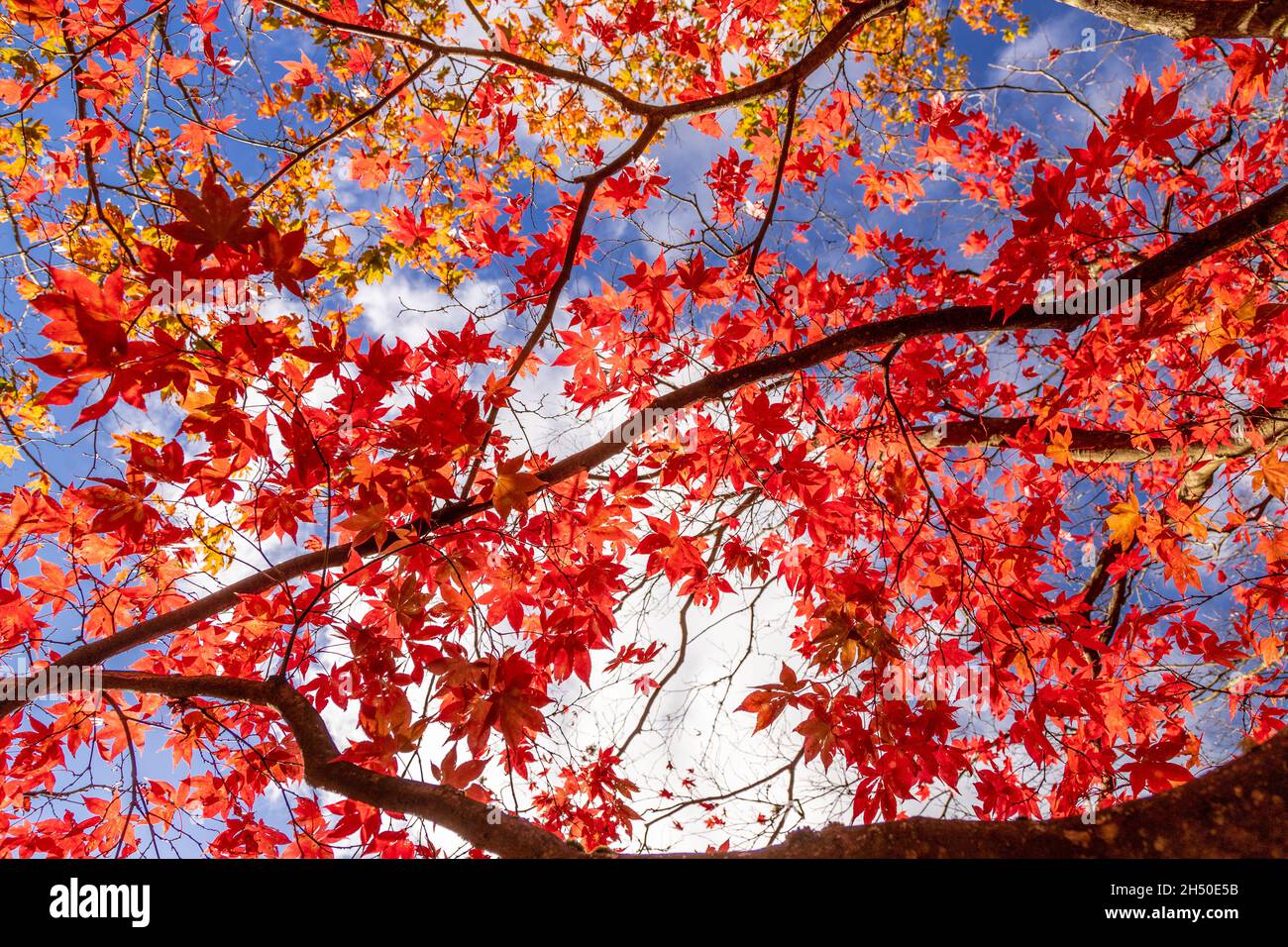 Acer tree with colouful autumn leaves Stock Photo