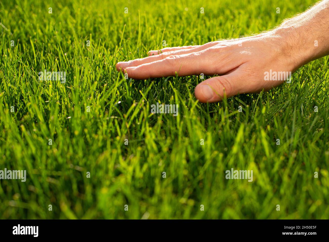 female hand, touch, grass Stock Photo