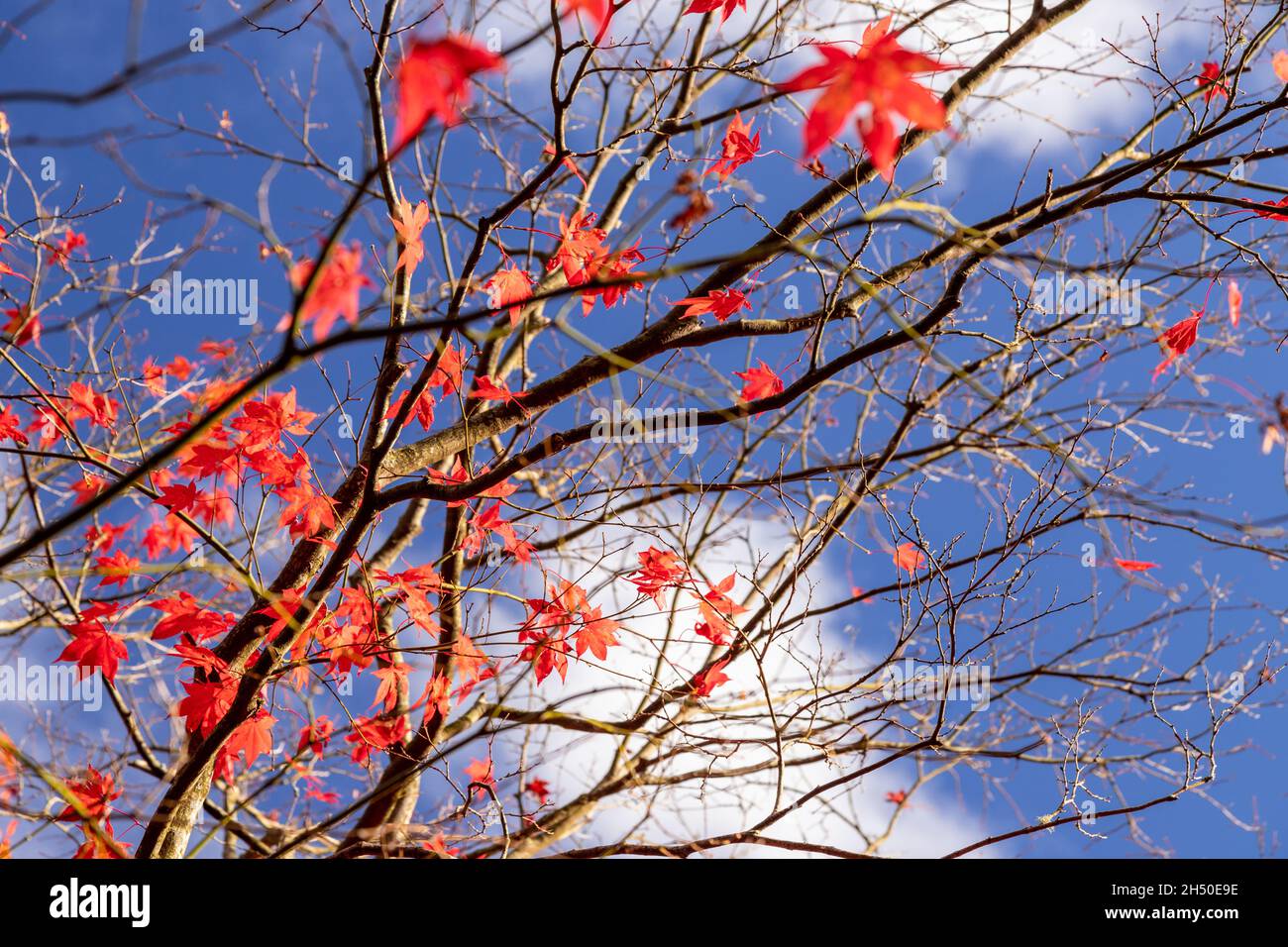 Acer tree with colouful autumn leaves Stock Photo