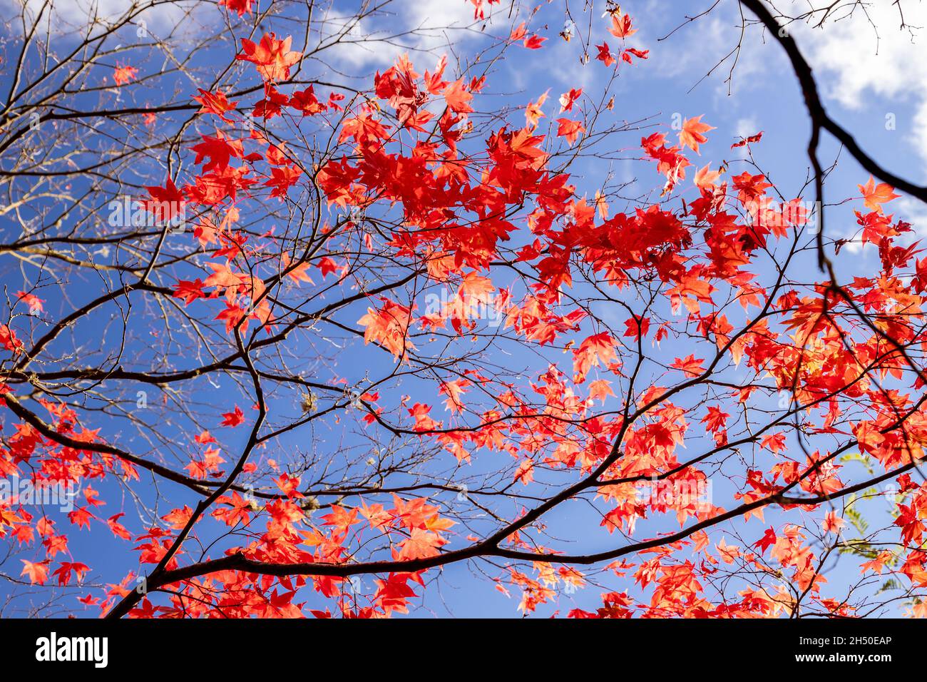 Acer tree with colouful autumn leaves Stock Photo