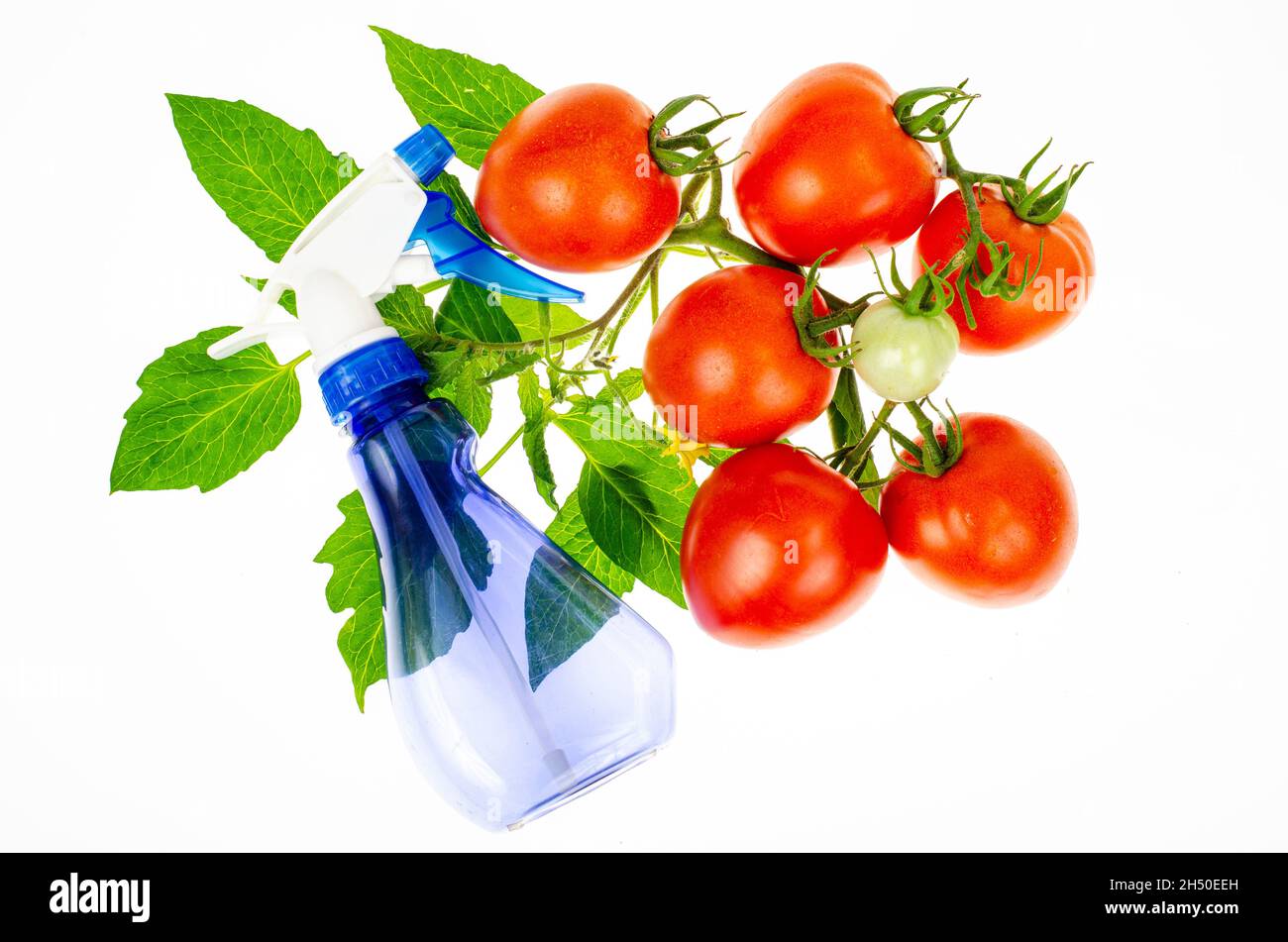 ?oncept of spraying tomatoes with pesticides against pests and diseases. Studio Photo Stock Photo