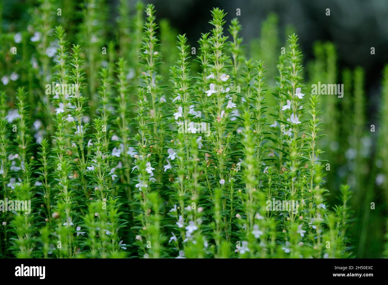 Many small green leaves and white flowers of Hyssopus officinalis plant, known as hyssop, in sunny summer garden, beautiful outdoor monochrome backgro Stock Photo