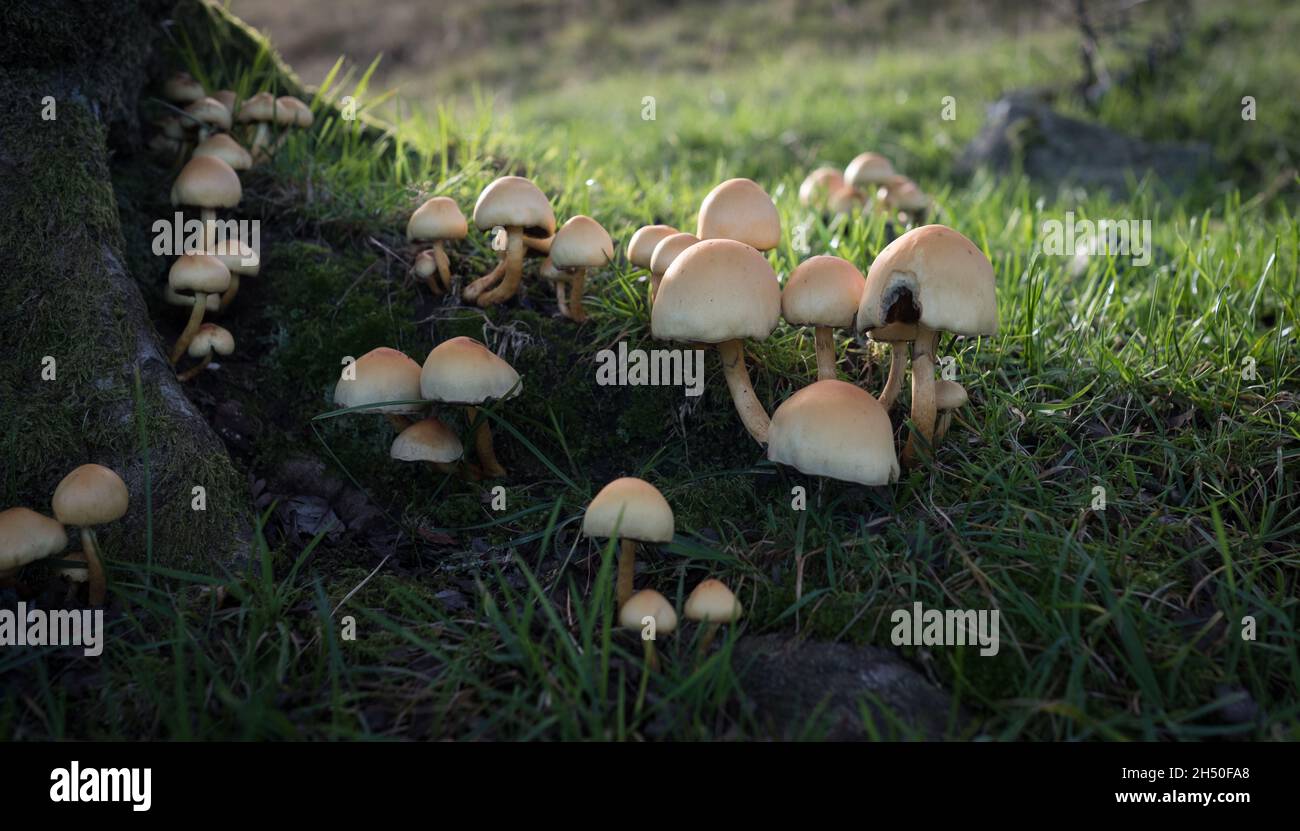 Mushrooms at the base of a tree Stock Photo
