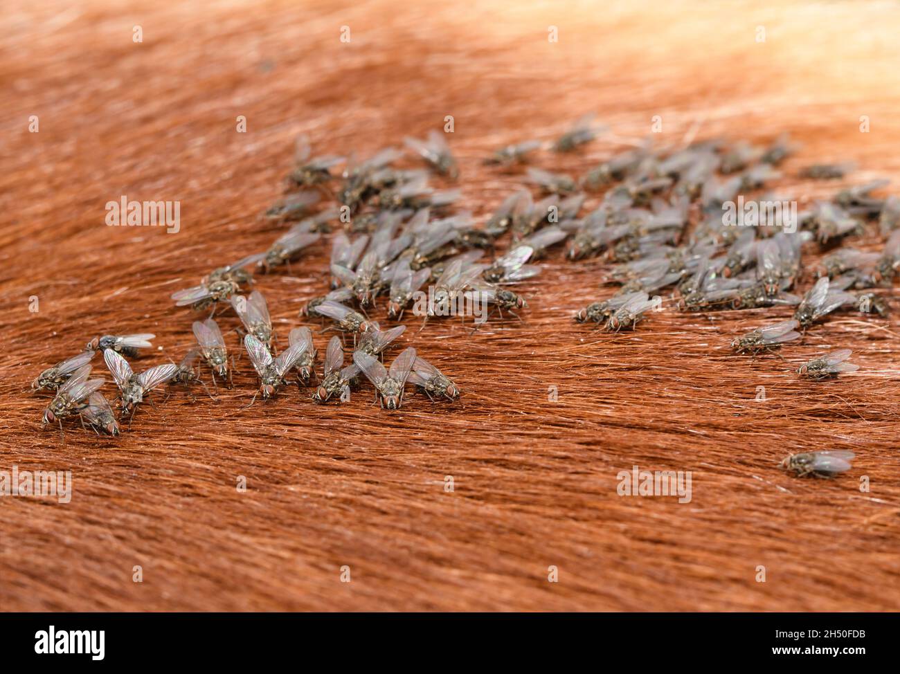 Group of nlood sucking Horn flies on the heck of a horse; these flies spread from cattle pastures to nearby horses; focus on the lower left side group Stock Photo