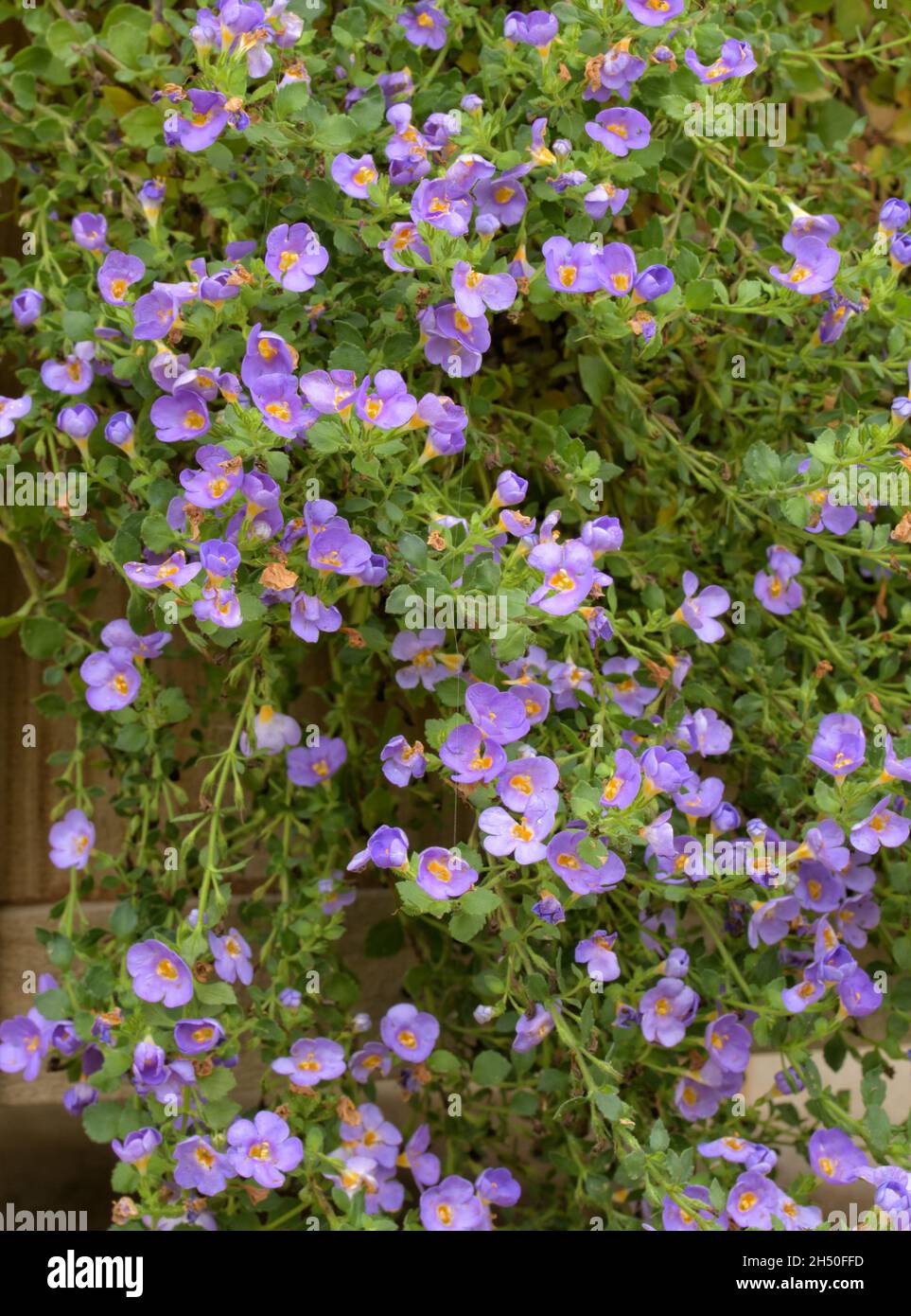 Violet colored Ornamental Bacopa flowers hanging with long trailing branches off a planter Stock Photo