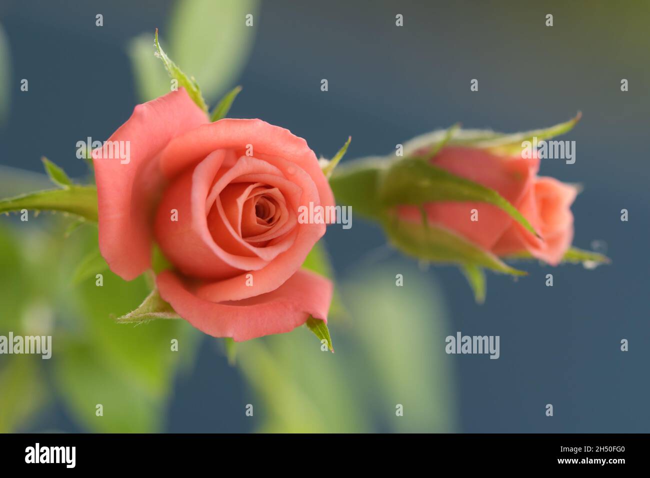 Tiny salmon pink Miniature rose with blue background Stock Photo