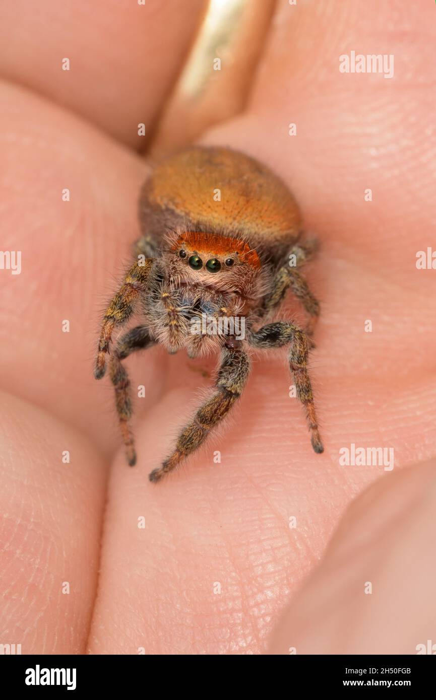 Beautiful adult female Phidippus cardinalis, Cardinal jumping spider,  resting in the palm of a hand Stock Photo