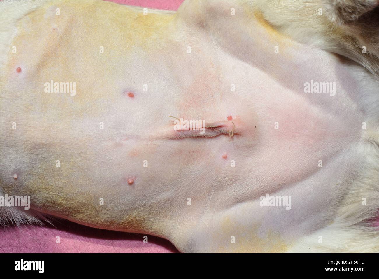 View of a young female cat's shaved belly with spay surgery stitches visible one day after the procedure Stock Photo