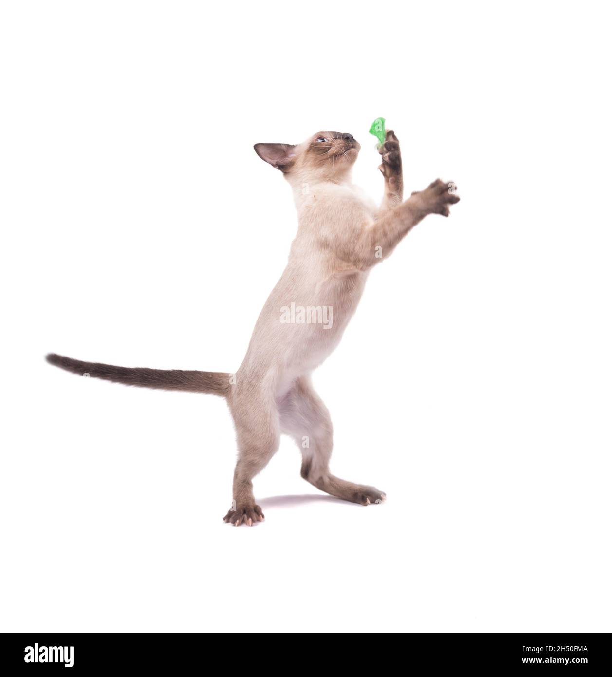 Adorable young Siamese cat standing on two legs, playing; on white background Stock Photo