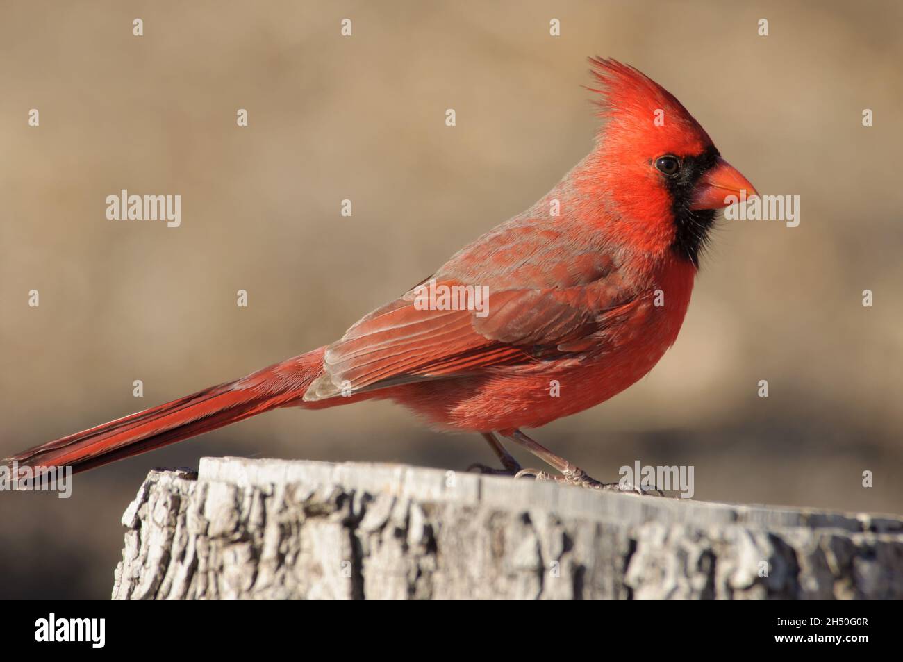 Northern Cardinal male perched on the top of a tree stump; with muted beige winter background Stock Photo