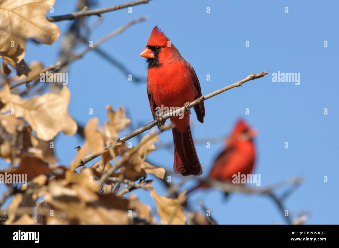 Beautiful male Northern Cardinal sitting in an oak tree, and another male on the background; with blue skies Stock Photo