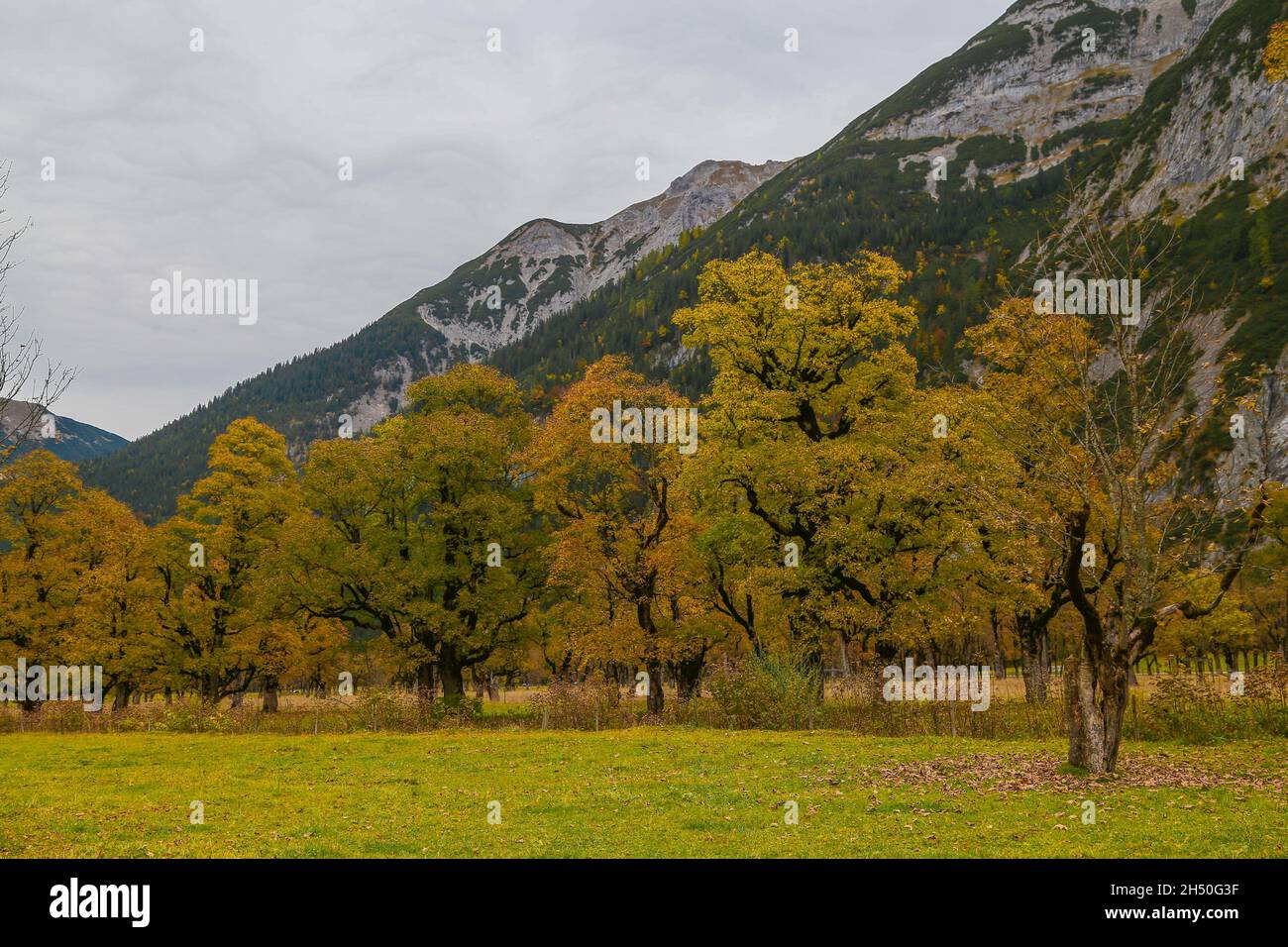 Trees with brilliant fall foliage in the bright sunlight on the alp