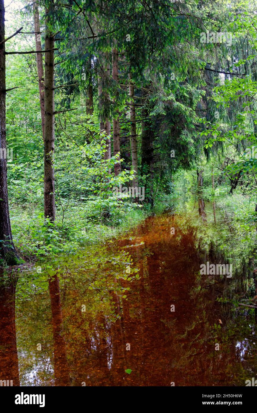 Forest  pathway in flood, Chiemgau, Upper Bavaria Germany, Europe Stock Photo