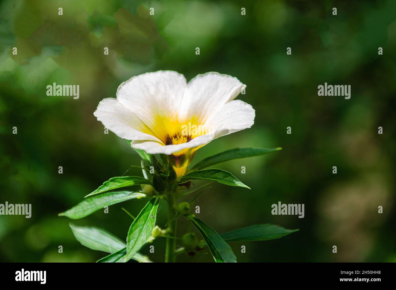 Wild flower - Turnera subulata, also known as  names white buttercup, sulphur alder, politician's flower, dark-eyed turnera and white alder Stock Photo