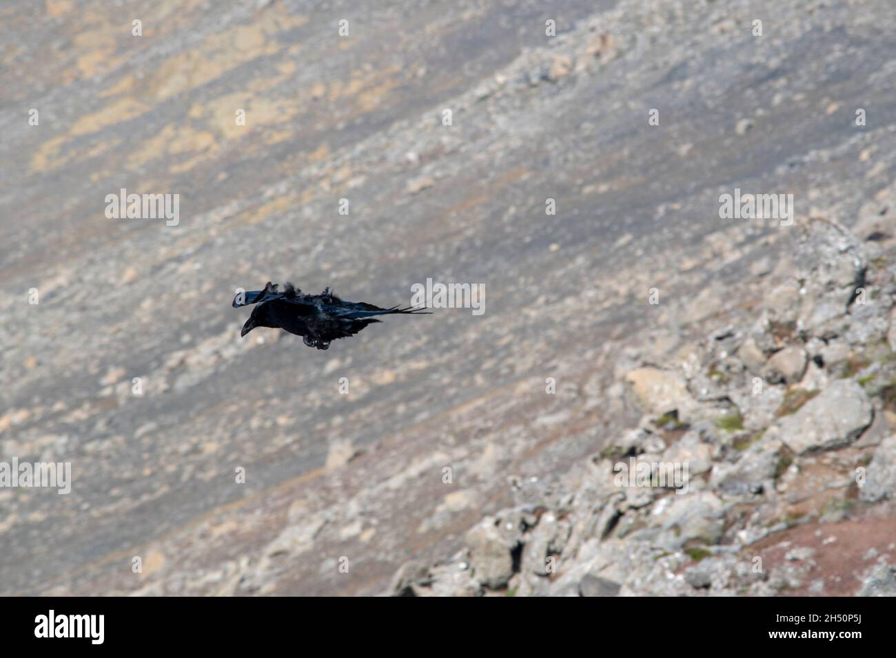 Common raven Corvus corax flying at Fagradalsfjall Volcano Stock Photo