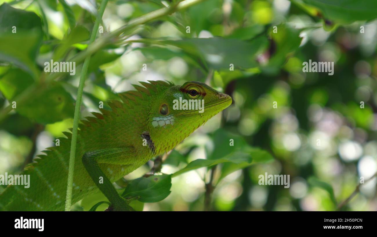 The upper body of the green Oriental garden lizard looking straight at the camera Stock Photo