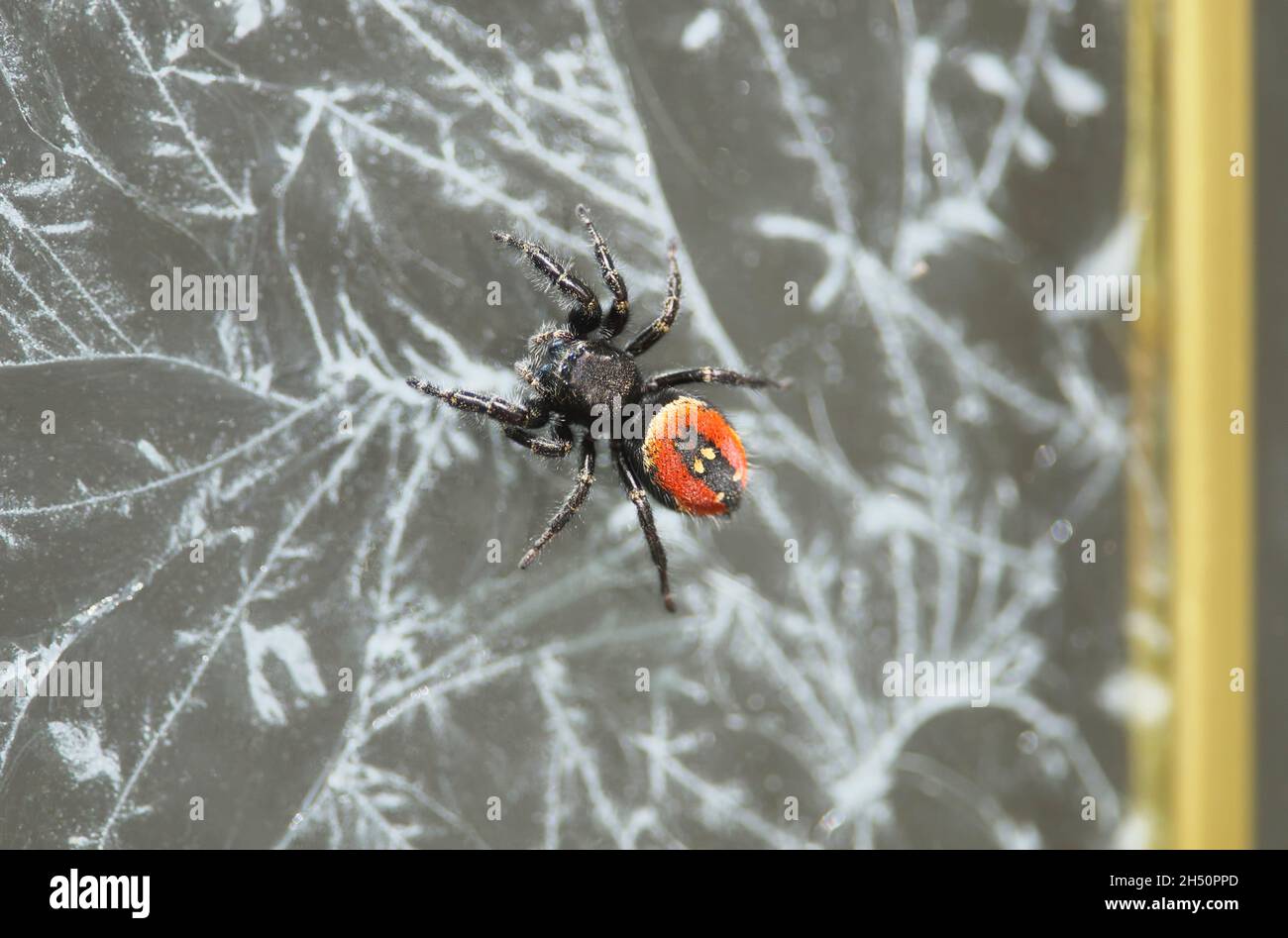 Johnson Jumping spider (Phidippus johnsoni) - female on a frosted glass door Comox, B. C., Canada. Stock Photo