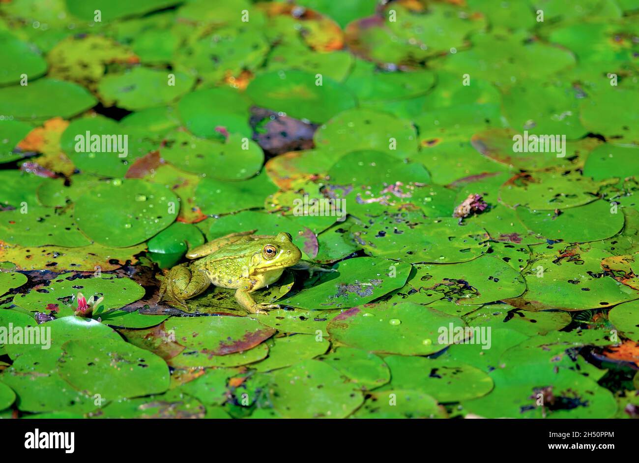 Green frog (Lithobates clamitans) on lily pads at Minnekhada marsh, Coquitlam, B., C., Canada. Stock Photo