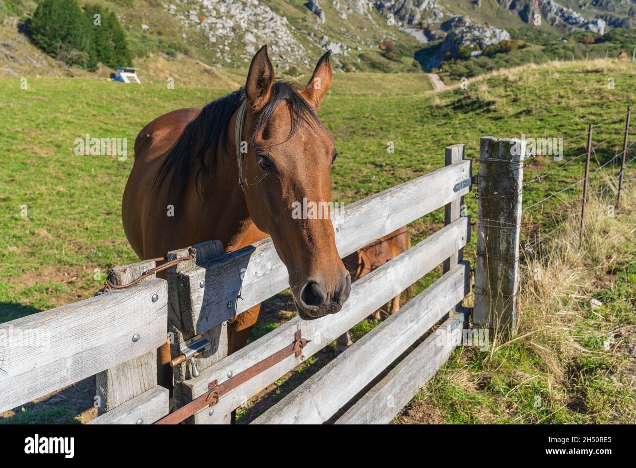 Horse in the Somiedo Natural Park in Asturias.  Stock Photo