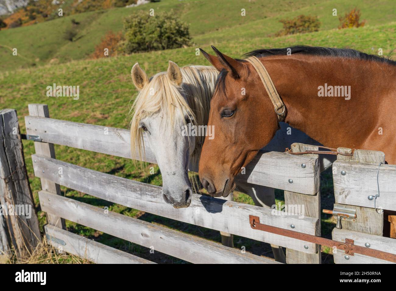 Horse in the Somiedo Natural Park in Asturias.  Stock Photo