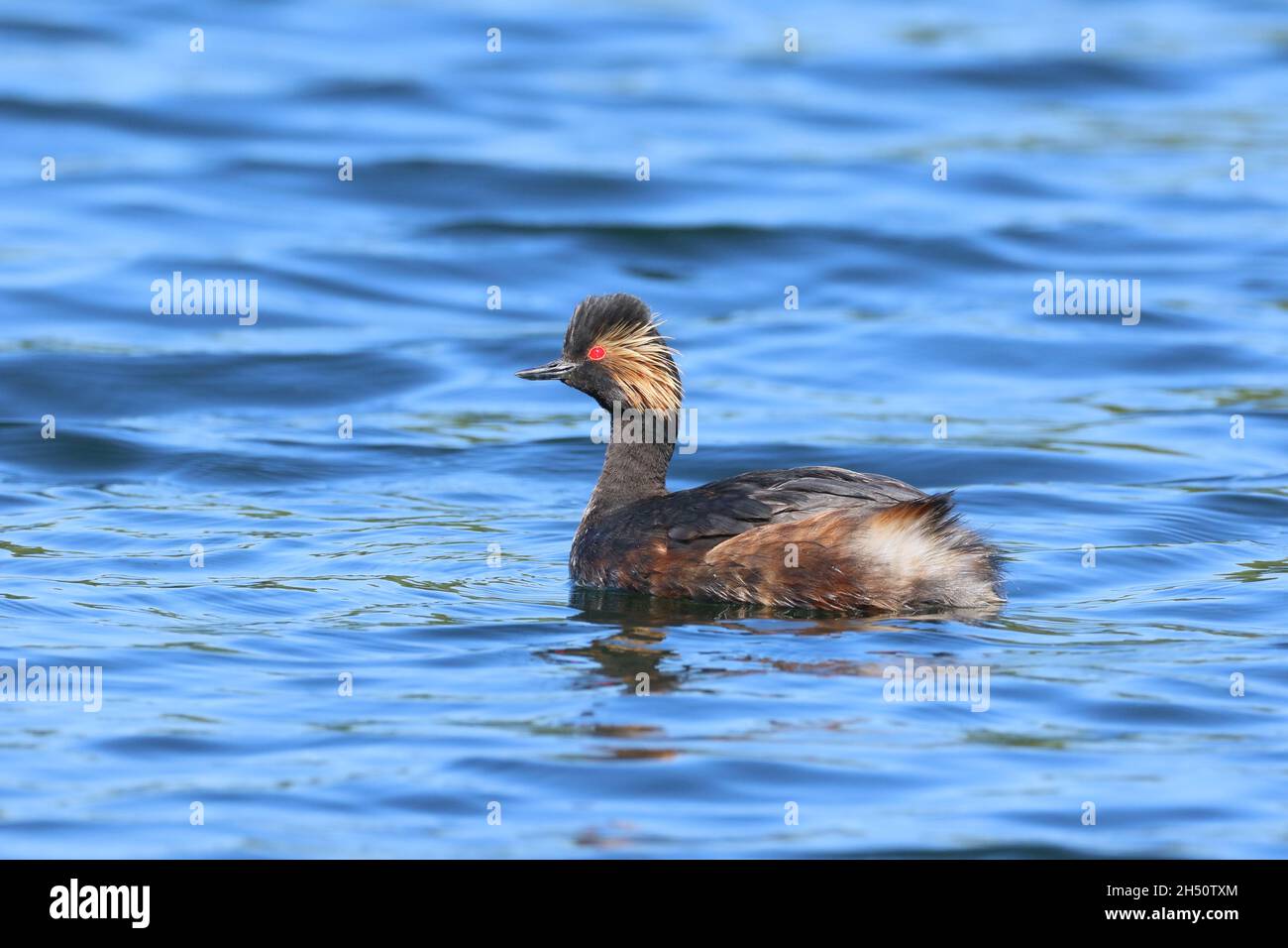 black necked grebe in summer / breeding plumage showing beautiful golden feathers behind the eye with its black head and neck. Stock Photo