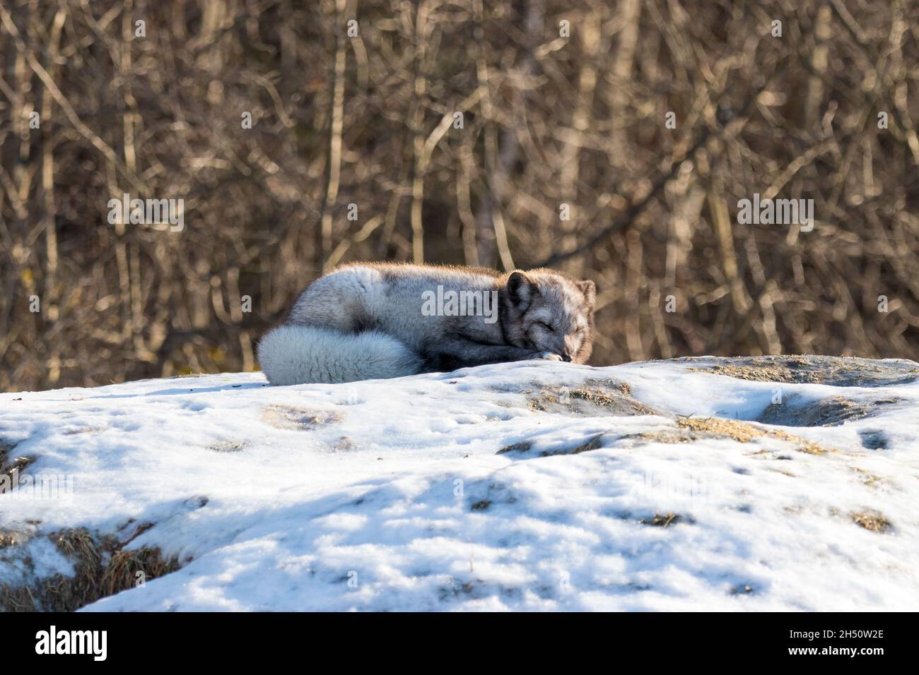 Arctic fox resting on snow-covered rocks in winter with its busy tail wrapped around its body Stock Photo