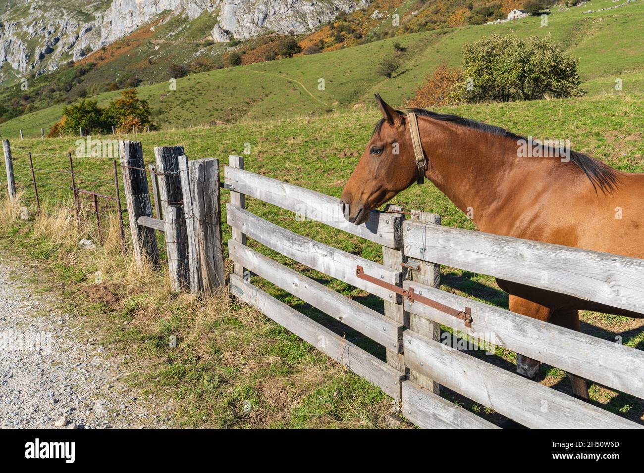 Horse in the Somiedo Natural Park in Asturias.  Stock Photo