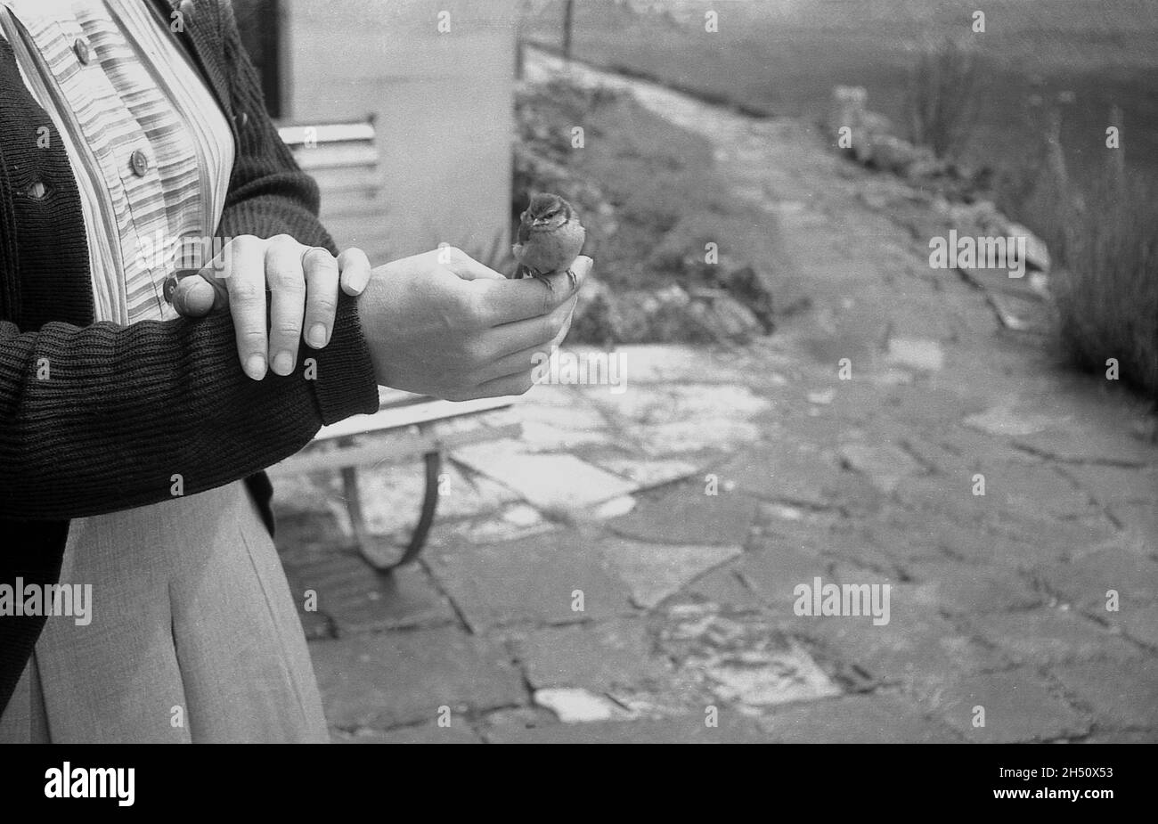 1950s, historical, outside a lady with a small bird, a baby bird, sitting on the fingers of her hand, perhaps hand-reared by the lady, England, UK. Although a time consuming undertaking, hand reared birds can make excellent pets, being easier to tame and calmer around people. Stock Photo